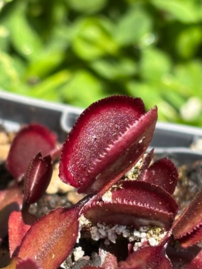 Plant photo