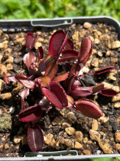 Dionaea muscipula "Red Periscope"