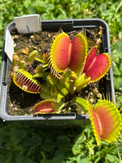 Plant photo