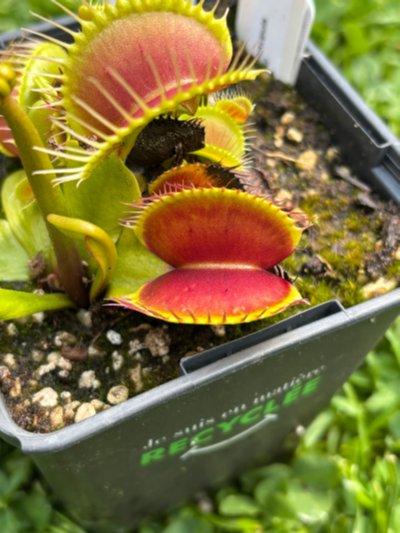 Photo de plante