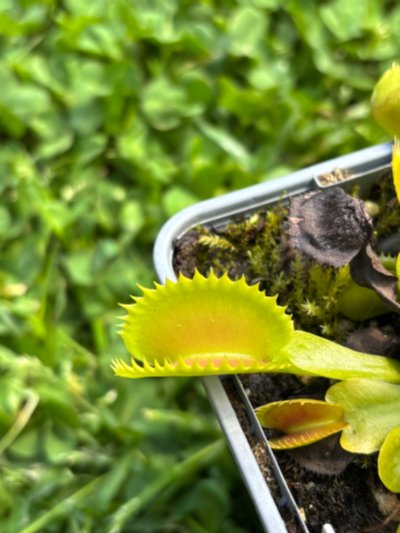 Dionaea muscipula "Shark Piranha"