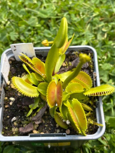 Photo de plante