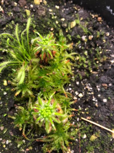 Photo de plante