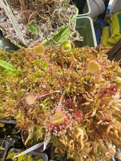 Plant photo