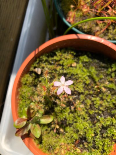 Drosera scorpioides