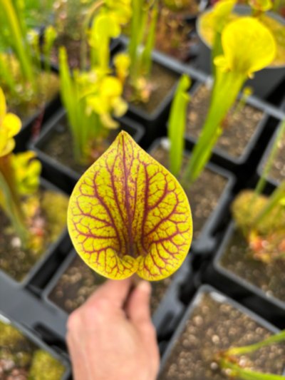 Photo de plante