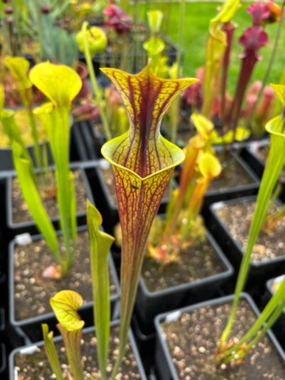 Photo de plante