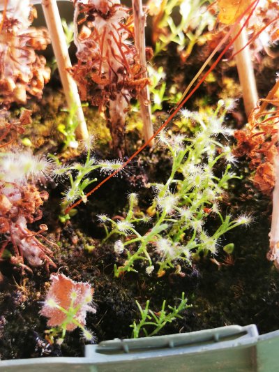 Photo de plante