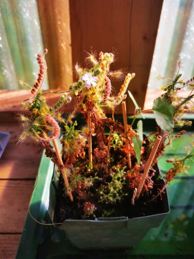 Plant photo