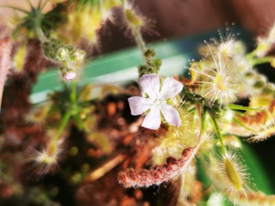 Plant photo