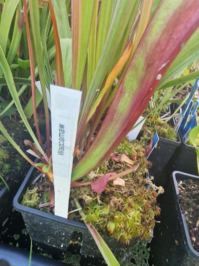 Sarracenia flava var. atropurpurea 'Waccamaw'