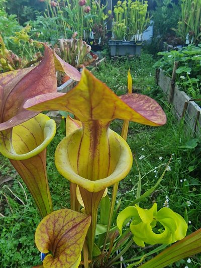 Photo de plante