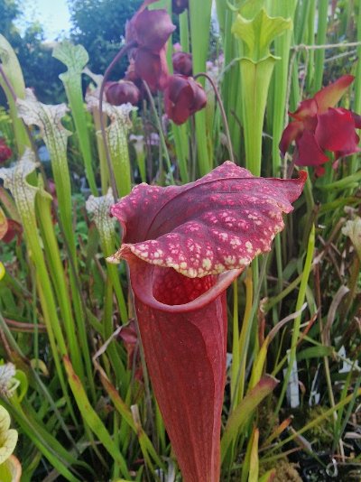 Photo de plante