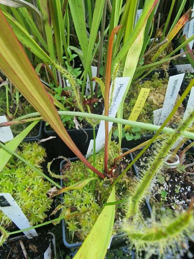 Photo de plante