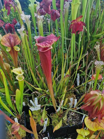 Sarracenia "Praetorian Guard"