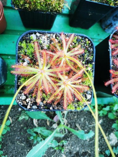 Drosera latifolia