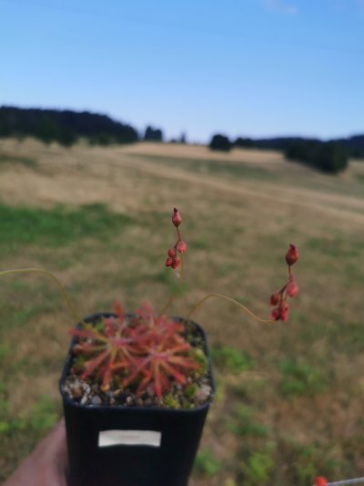 Photo de plante
