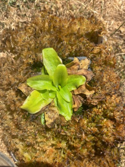 Plant photo