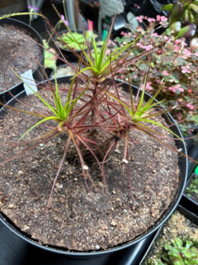 Roridula gorgonias