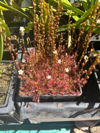 Drosera intermedia