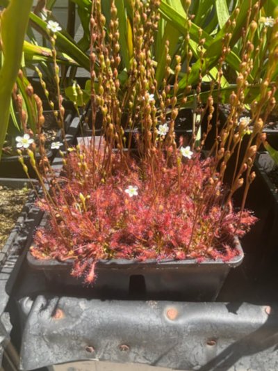 Photo de plante