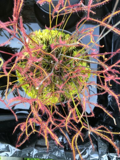Plant photo