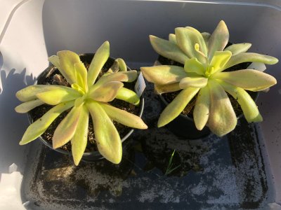 Plant photo