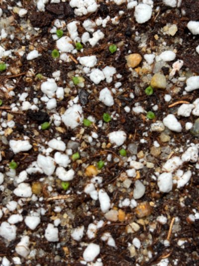 Photo de contribution