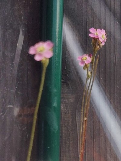 Photo de plante