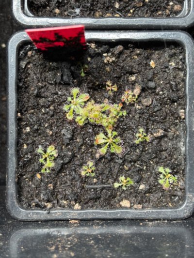 Drosera aliciae