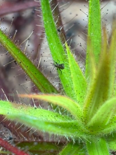 Photo de plante