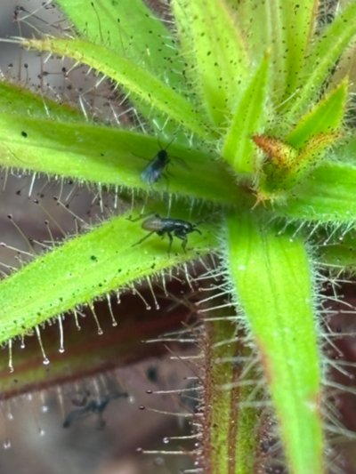 Photo de plante